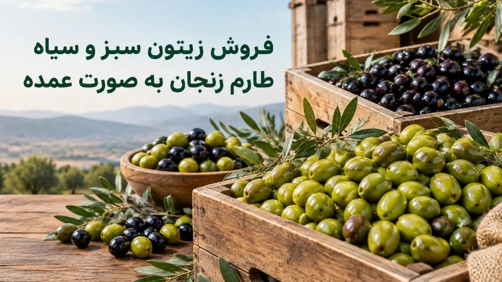 فروش زیتون سبز و سیاه طارم زنجان به صورت عمده فروش زیتون سبز و سیاه طارم زنجان به صورت عمده